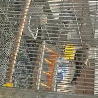 سهره|پرنده|کهریزک, |دیوار