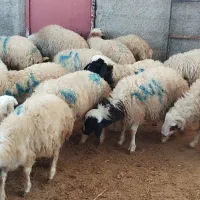 بره پروار درجه یک