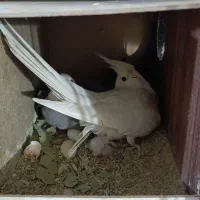 عروس هلندی رو جوجه و تخم چهار جوجه دو روزه آلبینو|پرنده|قم, نوبهار|دیوار