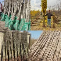 تولید ارقام نهال مثمر