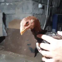 یک جفت جوجه لاری اصیل جنس خوب