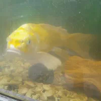 ماهی کوی|ماهی|سلمانشهر, |دیوار