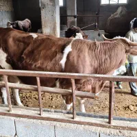 گاو سیمینتال