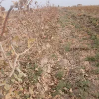 ملک کشاورزی