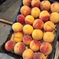 حرص وسم پاشی