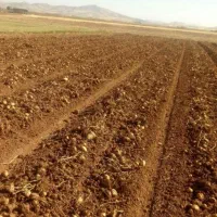 فروش زمین کشاورزی همراه با امتیاز تغییر کاربری