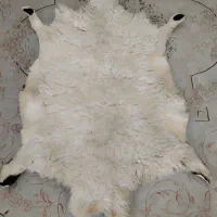 پوست گوسفند