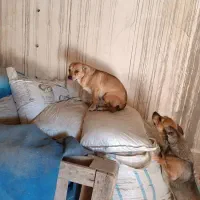 یک عدد سگ پا کوتاه