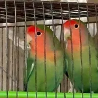 کوتوله صورت هلویی تو پر و سالم|پرنده|قم, انسجام|دیوار