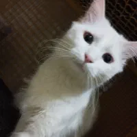 پرشین کلاسیک با سابقه زایمان موفق|گربه|تبریز, |دیوار