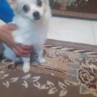 پامر ۴ ماه نر روباهی