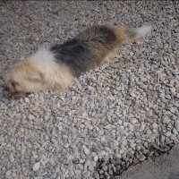 سگ پا کوتاه|سگ|ساری, |دیوار