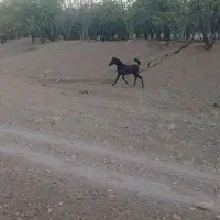 فروش کره نر عرب مدرک دار