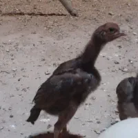 جوجه لاری اصیل و دانگ بالا