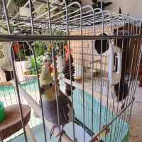 عروس هلندی نر مولد