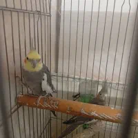 عروس هلندی. جفت