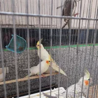 عروس هلندی