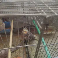 فروش پرنده|پرنده|اصفهان, فجر|دیوار