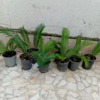 ۱۵ عدد سیکاس جوان|گل و گیاه طبیعی|رشت, رشتیان|دیوار