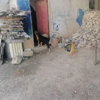 کهره ماده|حیوانات مزرعه|شیراز, شهرک گلستان شمالی|دیوار