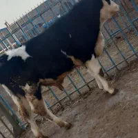 خرید و فروش گاو و گوساله|حیوانات مزرعه|تبریز, |دیوار