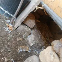 ۷ تا کفتر|پرنده|خاوران, |دیوار