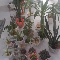 فروش گل|گل و گیاه طبیعی|مرودشت, فاز دوم شهرک فرهنگیان|دیوار