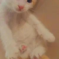 گربه کوچک|گربه|تهران, آرژانتین|دیوار