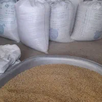 ارزن تازه بوجاری شده|پرنده|الوند, |دیوار