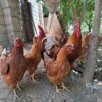 تخم نطفه دار و جوجه لهومن