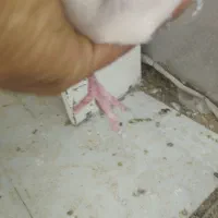 یه جفت کله دم سبز ازهرنظر عالی|پرنده|شهریار, رزکان|دیوار