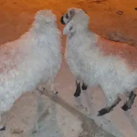 ۲بره نر و ماده بسیار چاق و چله