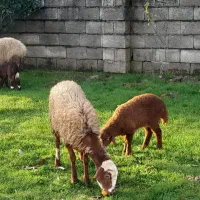 3عدد گوسفند|حیوانات مزرعه|نوشهر, |دیوار