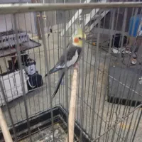 فروش عروس هلندی|پرنده|ساری, |دیوار