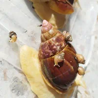 حلزون آچاتینا