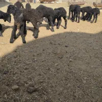 13رسبرهشیریموجوداست|حیوانات مزرعه|جوادآباد, |دیوار