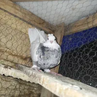 طوقی
