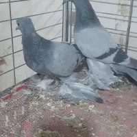 یک جفت یاهو قیمت ۲میلیون