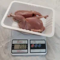 بلدرچین / گوشت بلدرچین / تخم بلدرچین