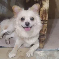 واگزاری فوری