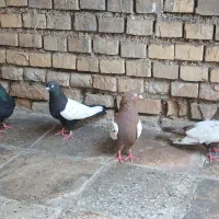 کبوتر