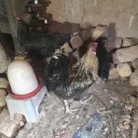 دو عددمرغ بایه خروس فروشی
