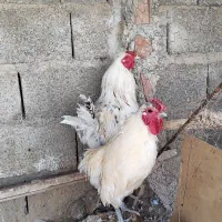 ۴عدد خروس محلی