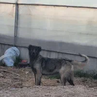 ماده سرابی زات قدیم ۱۸ ماهه .