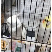 عر‌وس هلند‌ی جفت‌ مولد‌