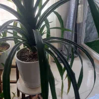 گل طبیعی پاندانوس