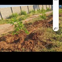 باغبانی انجام می‌شود