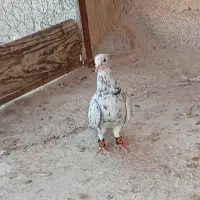 کبوتر فروشی
