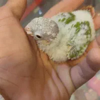 پرنده سرای قناری زرد