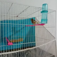 قناری نر ریزه خون|پرنده|بندرعباس, |دیوار